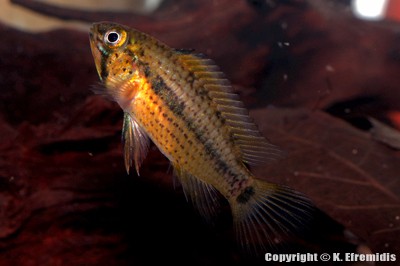 Apistogramma tucurui Weibchen